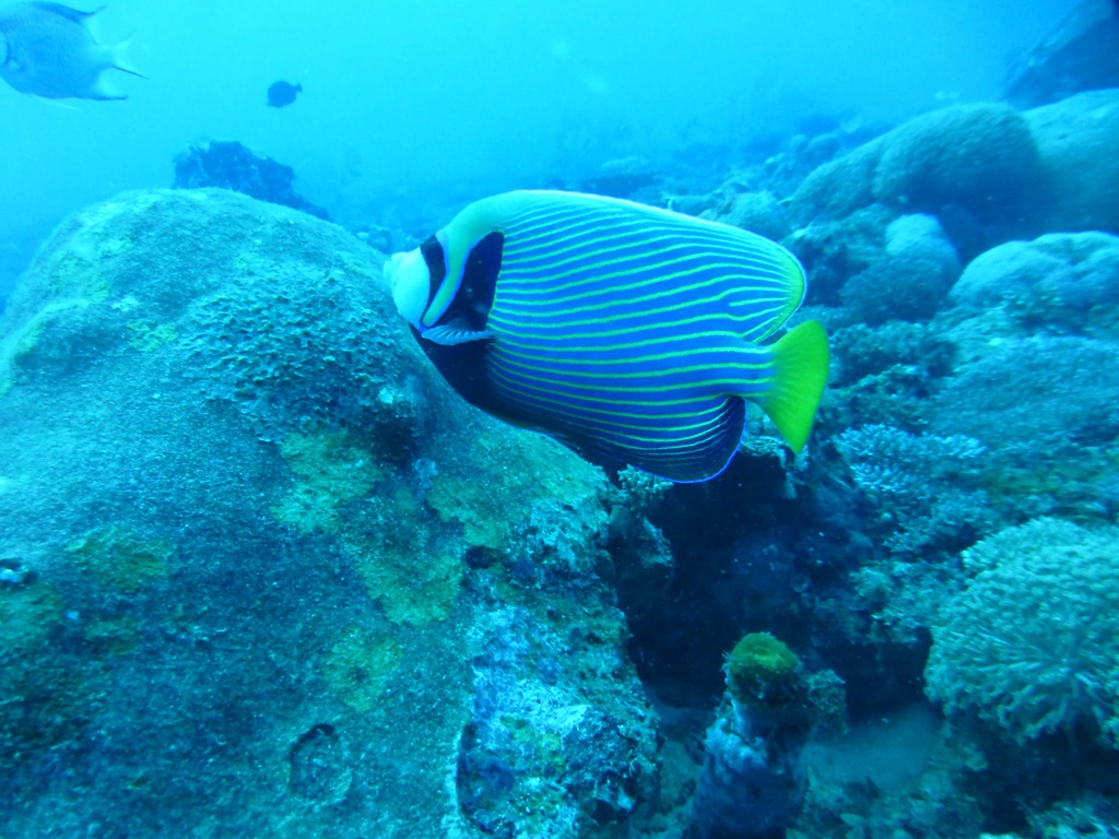 First dive