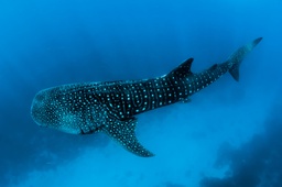 Sortie requin baleine