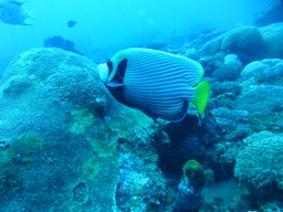 First dive