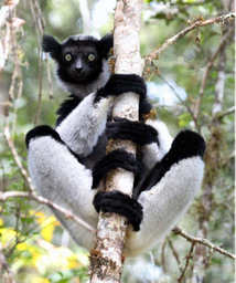 The luxuriant nature of eastern Madagascar